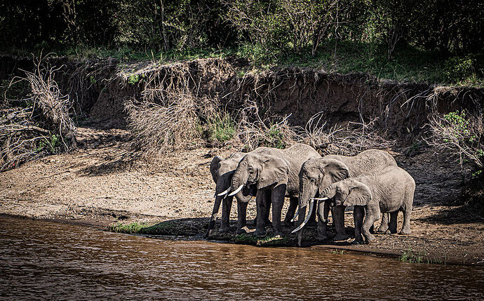 Re: Parenthèse enchantée au Masaï Mara chez Melting Pot Safaris - Mattsupertramp