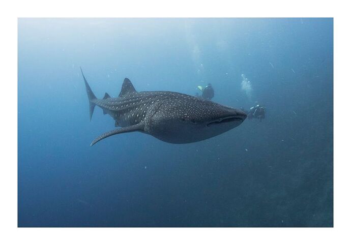 Re: Mantas et requins baleines aux Maldives ? ou et quand ? - Philomaldives Guide Safaris