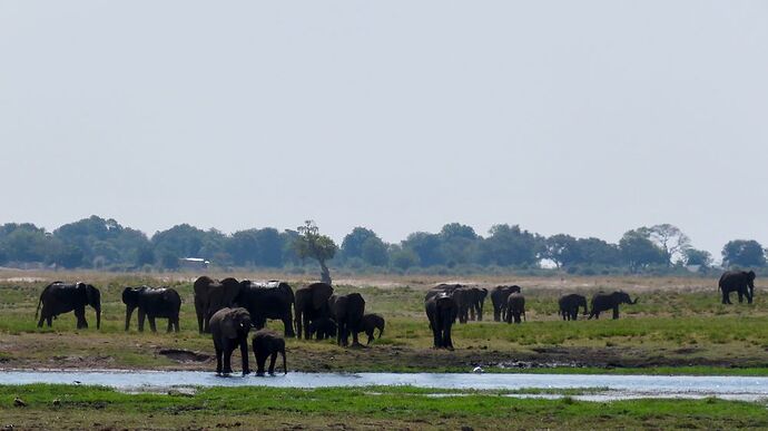 Re: NAMBOTSVIC Namibie- Botswana- Victoria Falls, 3 semaines magiques - PATOUTAILLE