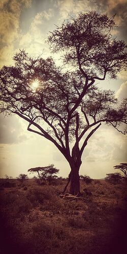 Re: Retour d'expérience Safari Gate to Zion - Mtabazi en Tanzanie - Bernard-Aubert