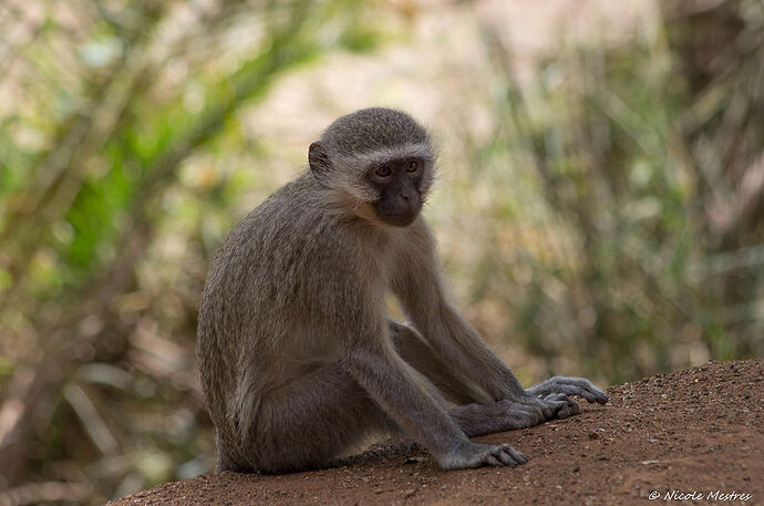 Retour de notre voyage en Afrique du Sud, 16 jours en septembre 2016. - Nicole33