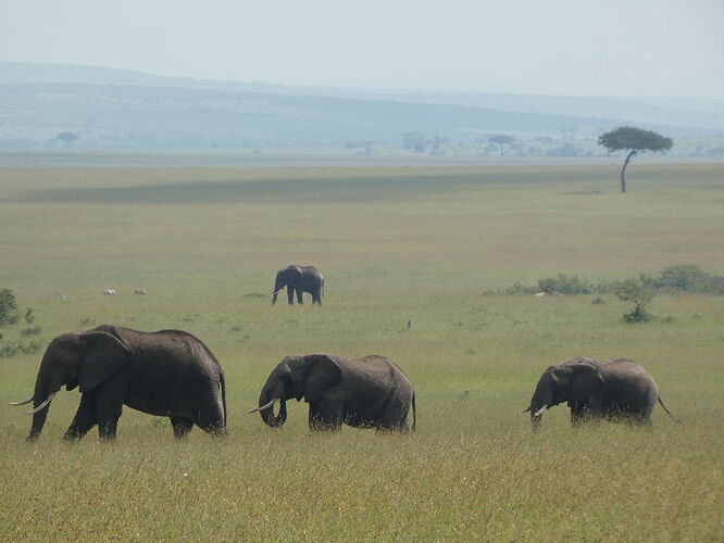 Re: Safari au Kenya avec ZPS Diani - Christiane RZ