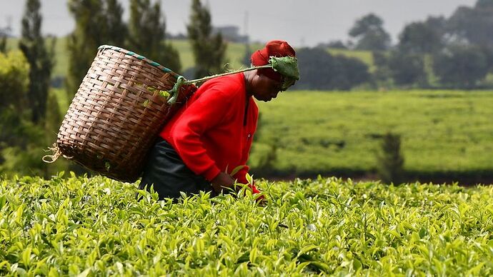 Re: Au coeur du Kenya ; le Kenya dans le coeur - Jmarc71