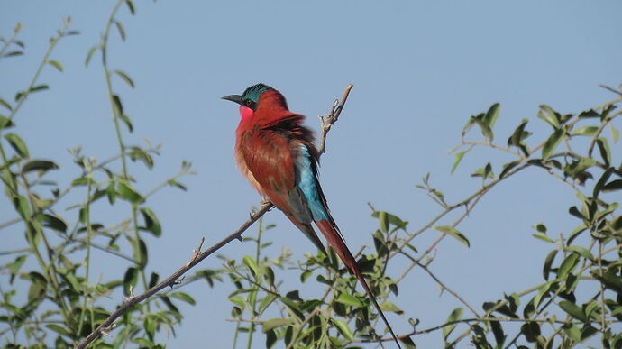 Re: NAMBOTSVIC Namibie- Botswana- Victoria Falls, 3 semaines magiques - PATOUTAILLE