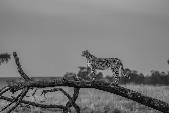 Re: Parenthèse enchantée au Masaï Mara chez Melting Pot Safaris - Mattsupertramp