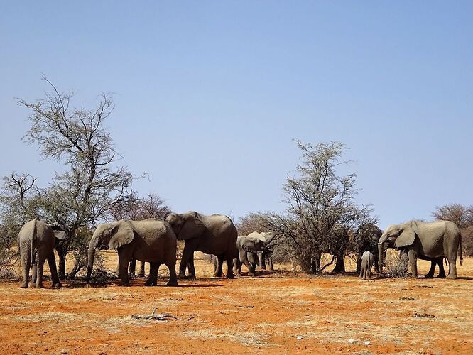 Retour de Namibie - Alix06