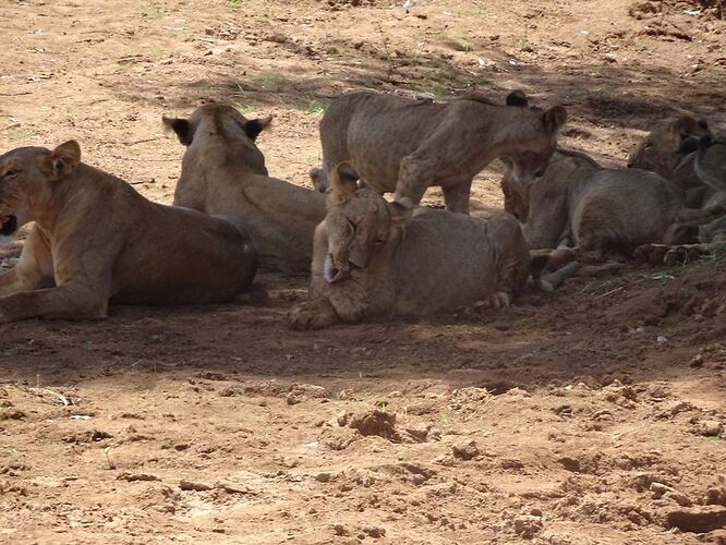 Re: Retour d''expérience : trek au mont Kenya et Réserve Samburu - veroct