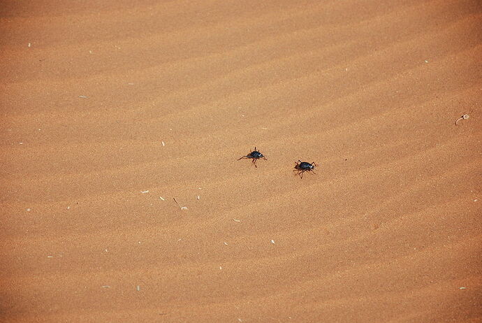 J14 - Dead vlei, Sossusvlei, Tsaris Mountains - llce