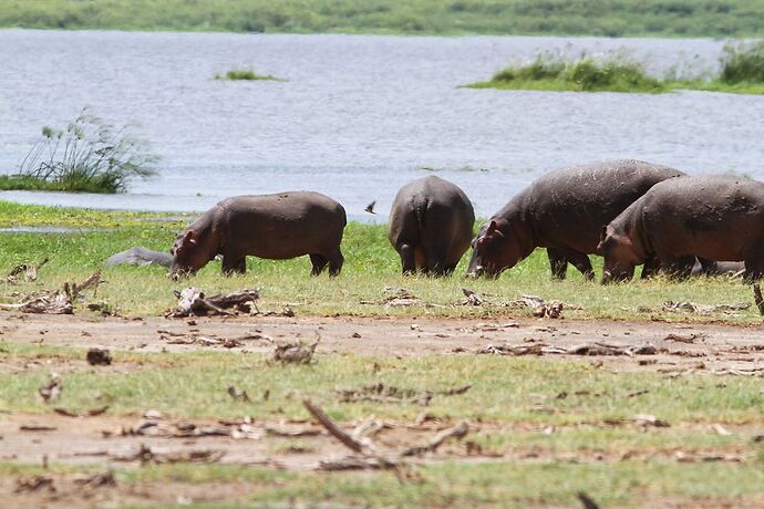 Avec Waltz Tour Safaris, deux semaines au Kenya, parmi les animaux sauvages, dans neuf parcs et réserves....  - nadnan2b
