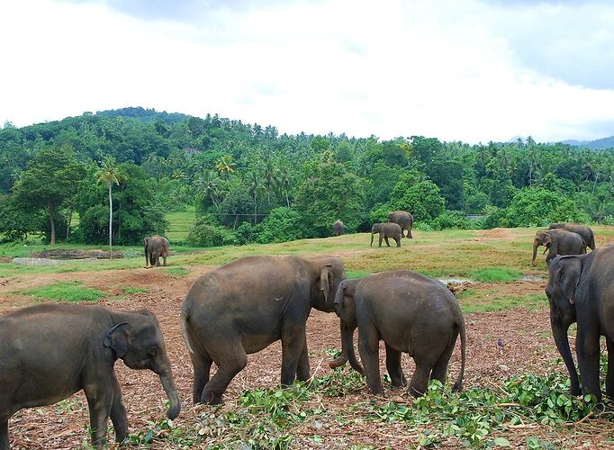 Premier voyage routards en famille au Sri Lanka - kikuyu