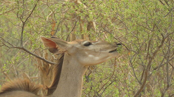 Re: NAMBOTSVIC Namibie- Botswana- Victoria Falls, 3 semaines magiques - PATOUTAILLE