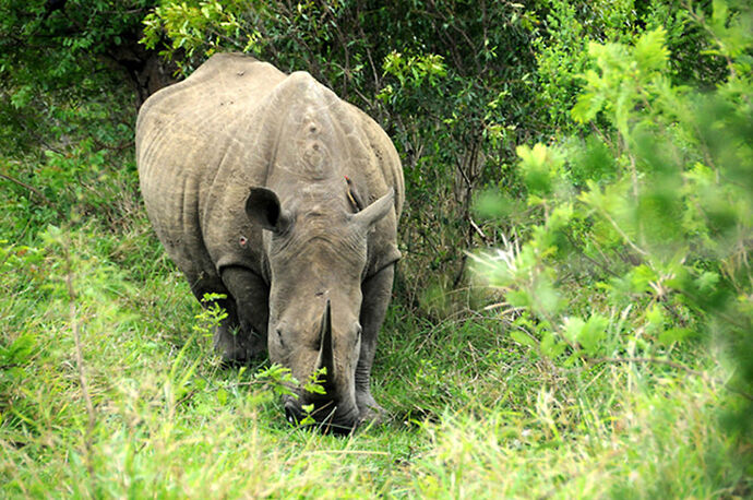 Re: Au paradis ! Compte rendu d'un voyage de 2 petites semaines en Afrique du Sud - L-argonnais Re: Au paradis ! Compte rendu d'un voyage de 2 petites semaines en Afrique du Sud - L-argonnais