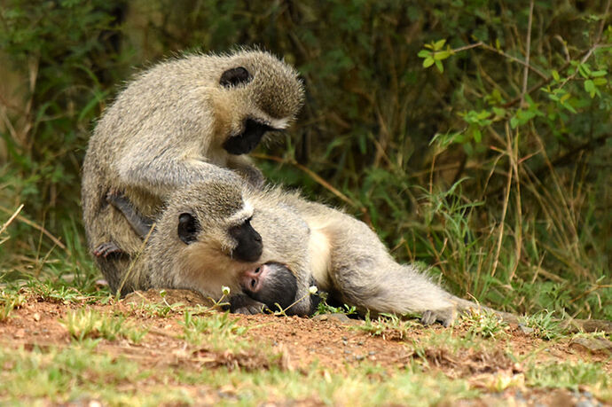 Re: Au paradis ! Compte rendu d'un voyage de 2 petites semaines en Afrique du Sud - L-argonnais Re: Au paradis ! Compte rendu d'un voyage de 2 petites semaines en Afrique du Sud - L-argonnais