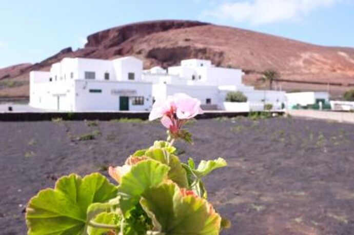 Re: Végétation Lanzarote au mois d'Avril  - Gini78