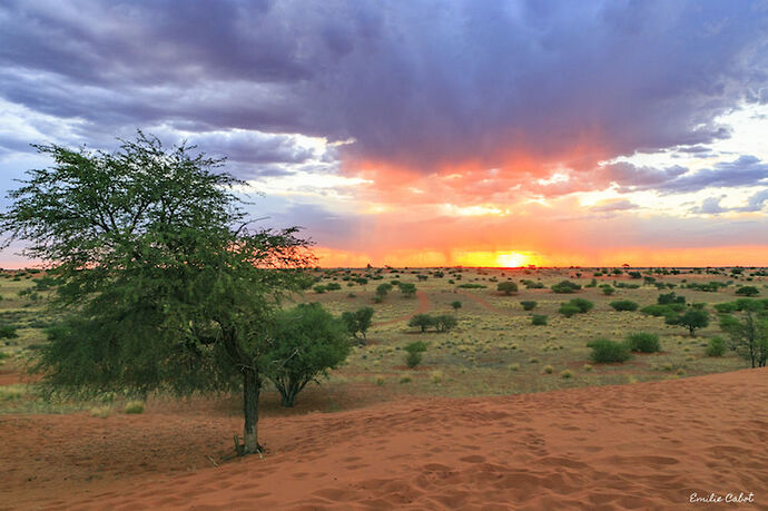 Cheetah feeding & sundowner - Millie