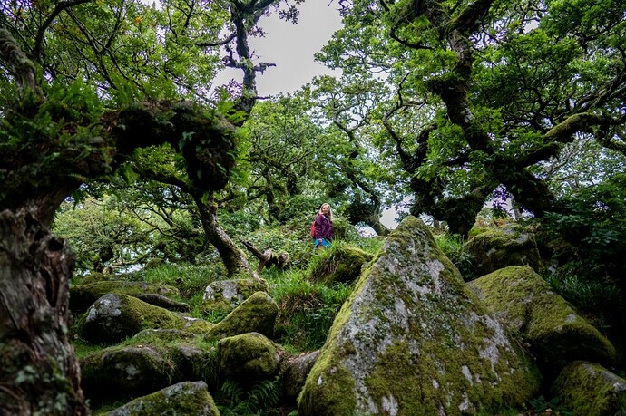 les Cornouailles et Dartmoor national park - rosie31