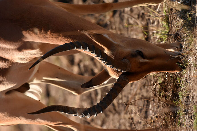 Re: Au paradis ! Compte rendu d'un voyage de 2 petites semaines en Afrique du Sud - L-argonnais Re: Au paradis ! Compte rendu d'un voyage de 2 petites semaines en Afrique du Sud - L-argonnais