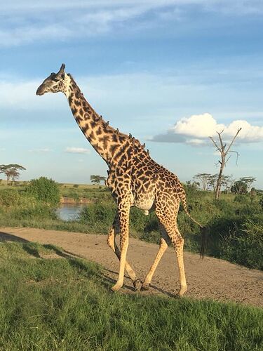 Safari en mai 2018 - voyage de noces  - audreymedhi