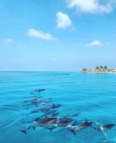 Météo du 01 Mars 2021 - Phil Ô Maldives Guide Safaris