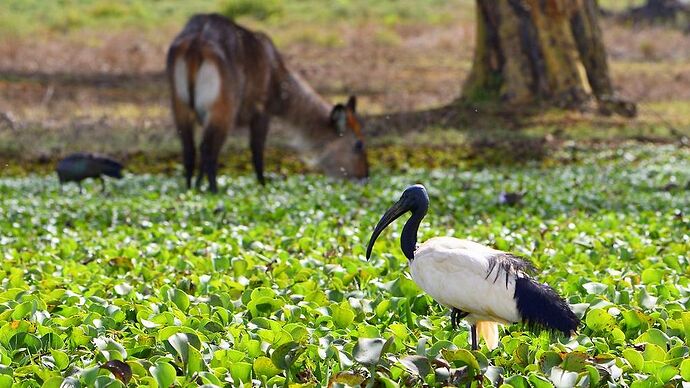 Re: Au coeur du Kenya ; le Kenya dans le coeur - Jmarc71