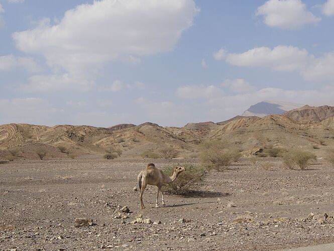 Re: De retour de deux semaines à Oman avec 3 jeunes enfants en camping sauvage - jmayo