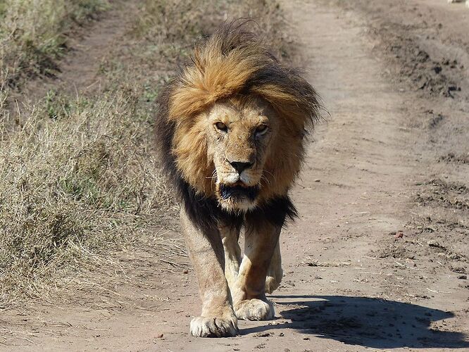 Première famille de lions - 2ème jour dans le Serengeti - fabienne65