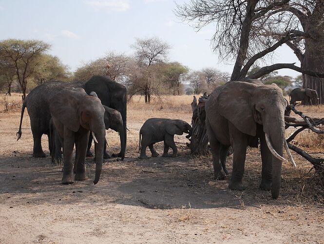 Evasion en Tanzanie avec Endallah - Boisnou