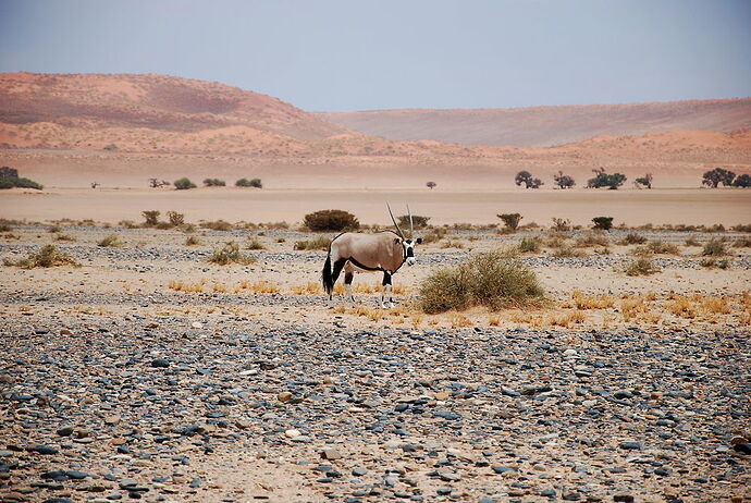 J14 - Dead vlei, Sossusvlei, Tsaris Mountains - llce