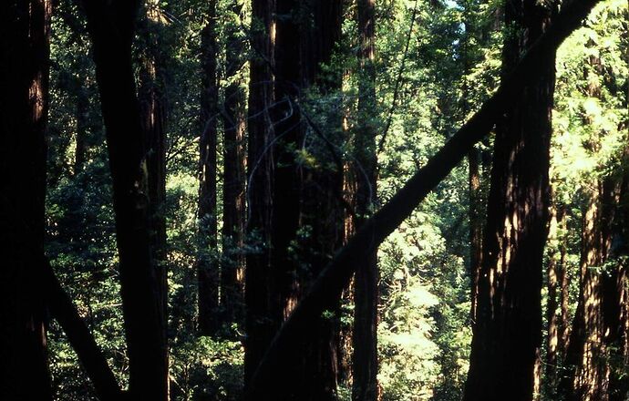 Re: Combien de jours nous conseillez-vous de passer à Sequoias national park ? - yensabai