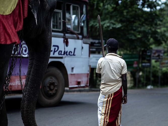 Balade à dos d'éléphant - Photographiste