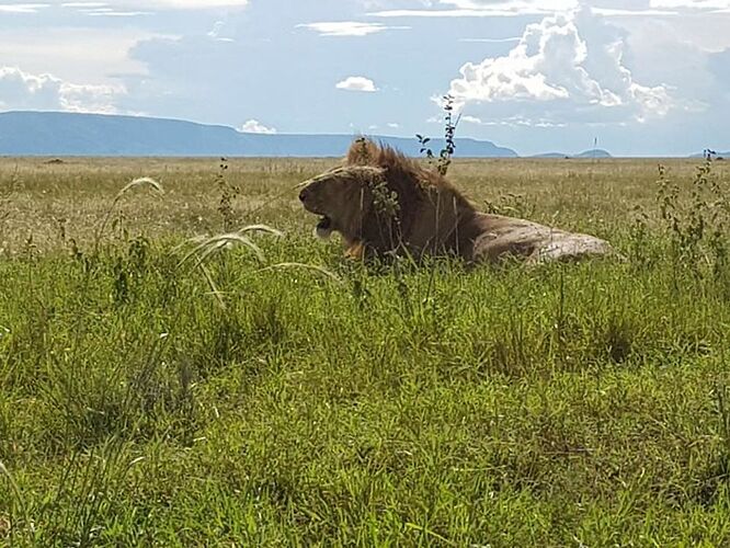 Safari en mai 2018 - voyage de noces  - audreymedhi