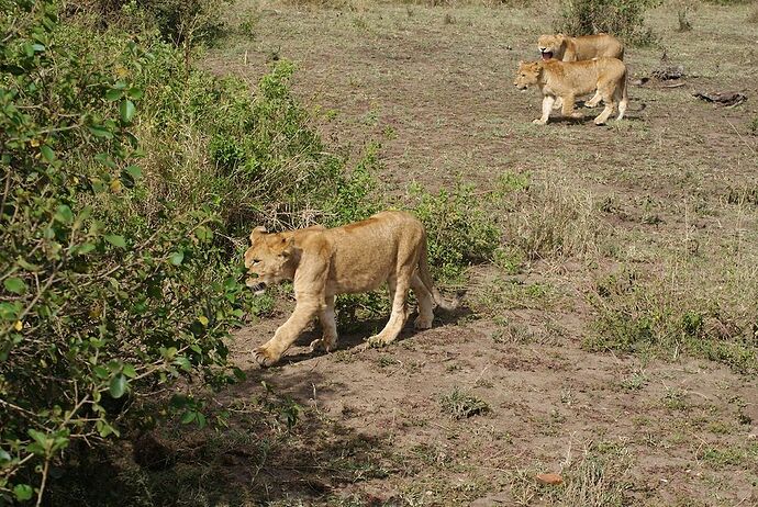 Re: Retour d'expérience Safari Gate to Zion - Mtabazi en Tanzanie - MarieSteph