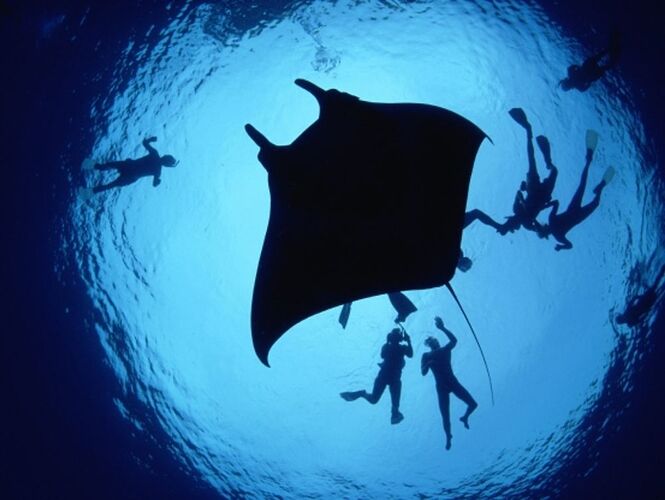 Re: Maldives ou Seychelles en novembre, snorkeling - Philomaldives Guide Safaris