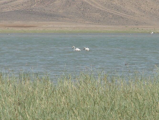 @ Traou le lac de Merzouga  - hannahteruel