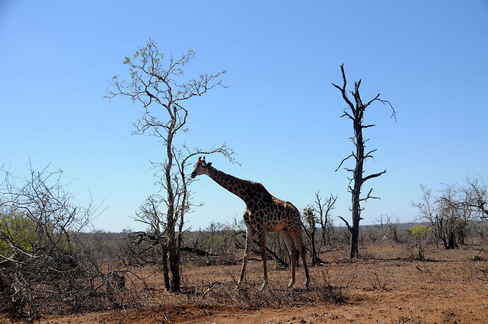 Re: Au paradis ! Compte rendu d'un voyage de 2 petites semaines en Afrique du Sud - L-argonnais Re: Au paradis ! Compte rendu d'un voyage de 2 petites semaines en Afrique du Sud - L-argonnais