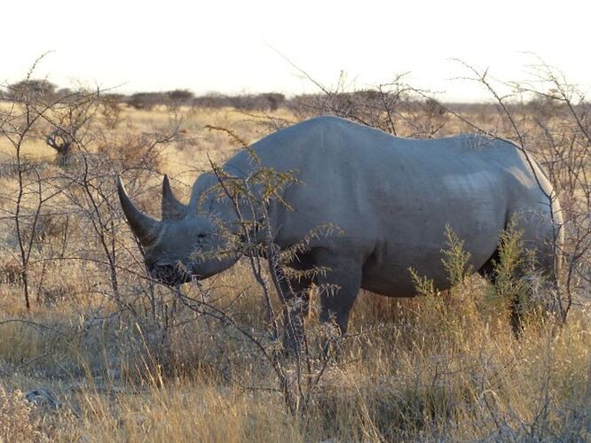 Re: 3 fabuleuses semaines Namibiennes- juillet 2021 - Patbillvoyage