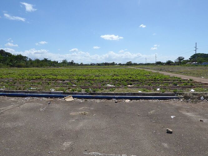 les organoponicos, jardins maraichers de la Havane : visite de 3 sites - Gerald-T