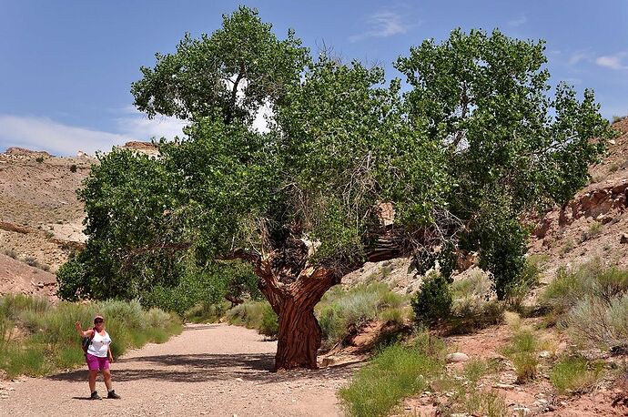 Cathedral Valley et Little Wild Horse canyon - chellmi