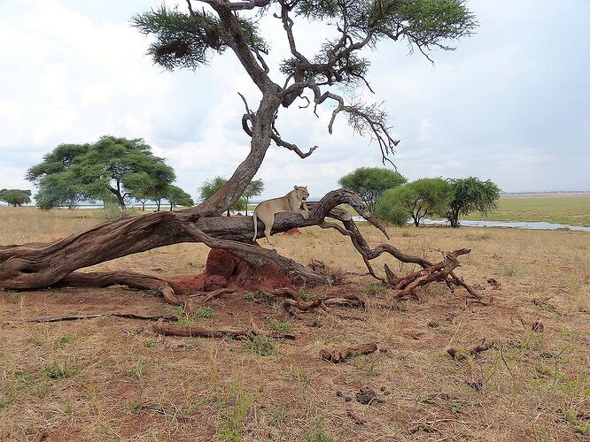 Tarangire, comme un avant goût de lions... - fabienne65