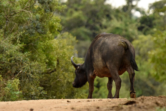 Re: Au paradis ! Compte rendu d'un voyage de 2 petites semaines en Afrique du Sud - L-argonnais Re: Au paradis ! Compte rendu d'un voyage de 2 petites semaines en Afrique du Sud - L-argonnais