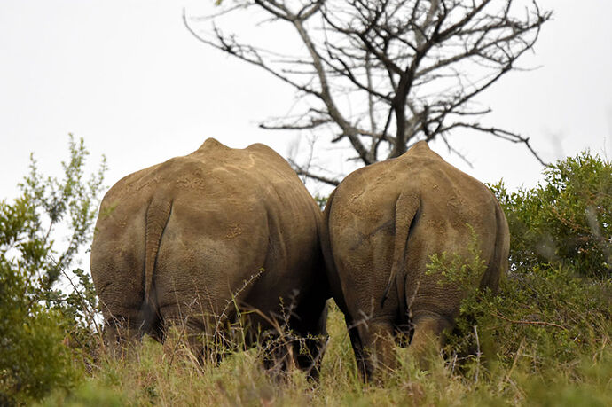 Re: Au paradis ! Compte rendu d'un voyage de 2 petites semaines en Afrique du Sud - L-argonnais Re: Au paradis ! Compte rendu d'un voyage de 2 petites semaines en Afrique du Sud - L-argonnais