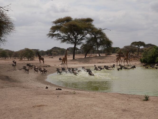 Evasion en Tanzanie avec Endallah - Boisnou