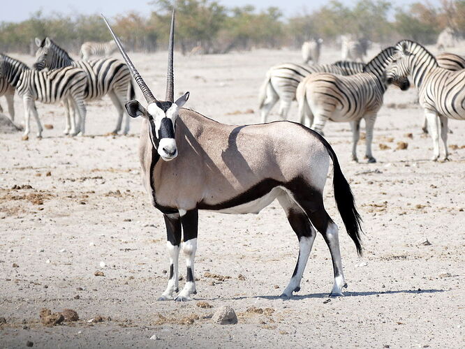 Au coeur des déserts de l'oryx glyphe Dame Nature - Boucle namibienne en juillet 2015 - Madikéra