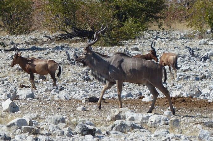 Re: 3 fabuleuses semaines Namibiennes- juillet 2021 - Patbillvoyage