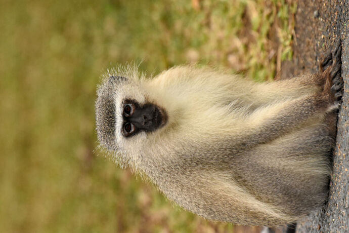 Re: Au paradis ! Compte rendu d'un voyage de 2 petites semaines en Afrique du Sud - L-argonnais Re: Au paradis ! Compte rendu d'un voyage de 2 petites semaines en Afrique du Sud - L-argonnais