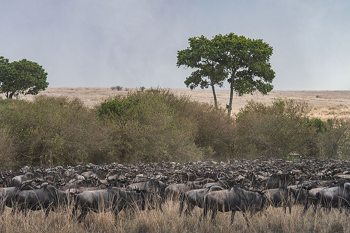 Re: Kenya juillet 2021 un nouveau safari de Samburu au Massai Mara en passant par Meru et Aberdare NP - Karen56