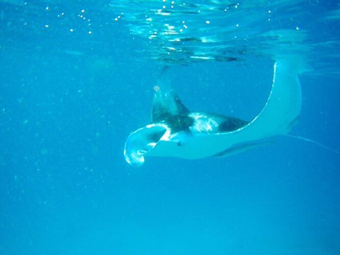 snorkeling et et rencontres au Vilamendhoo ... - marino