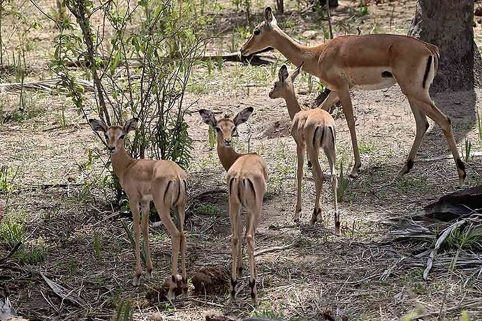 Re: Choisir entre Masai Mara et Samburu - puma