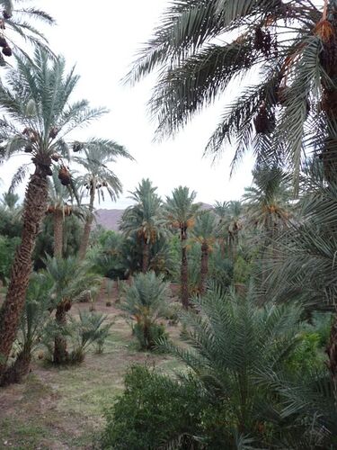 Re: Montagnes,oasis,kasbahs du Maroc  - mimidada