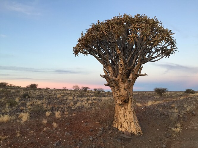 Voyage Namibie et Botswana 4 semaines sans réservations - Morchella